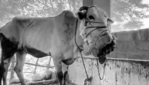 cow died saaksha tv