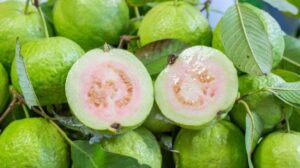 Saakshatv healthtips Guava