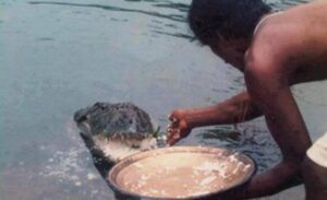 vegetarian crocodile Babia