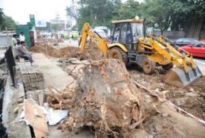 Bangalore trees felled