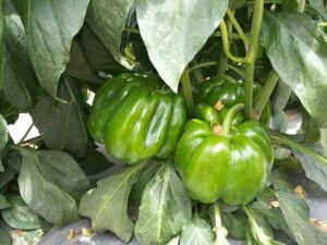 Saakshatv healthtips Capsicum