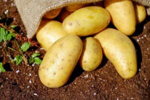 Saakshatv healthtips Potatoes