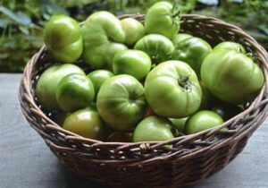 Green tomatoes saakshatv