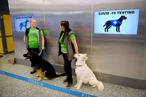 Dogs detect coronavirus