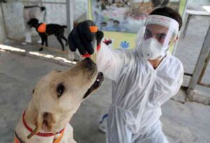 Dogs detect coronavirus