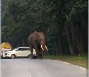 elephant attack