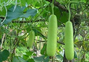 Saakshatv healthtips Bottle gourd
