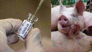 Chinese vaccine pork gelatin