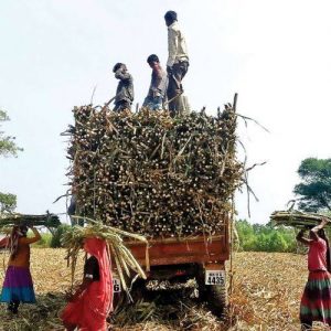 sugarcane farmers