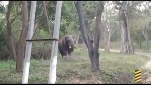 chikmagaluru saaksha tv