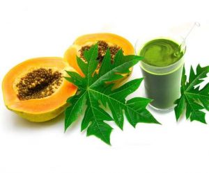 Saakshatv healthtips Papaya Leaves