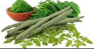 Saakshatv healthtips Moringa benefits