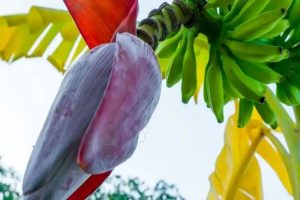 Saakshatv healthtips banana flower