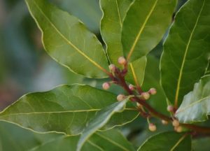 Saakshatv healthtips Bay Leaf 