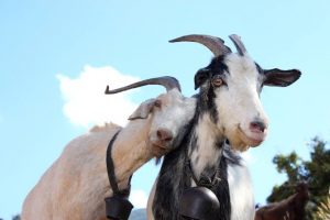 Saakshatv healthtips goat milk