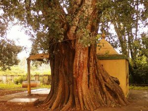 Saakshatv astrology This tree root solve financial problem
