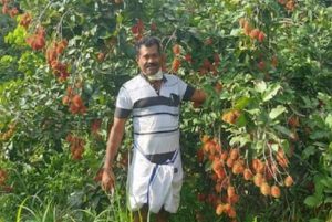 Rambutan fruit farming 