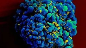 norovirus