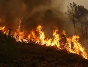 California saakshaa tv