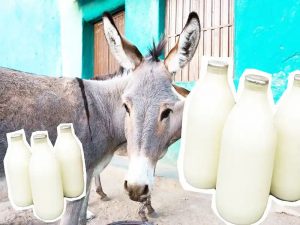 Donkey milk