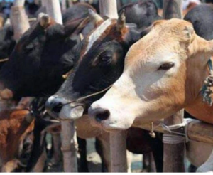 Bengal man arrested for raping pregnant cow  saaksha tv