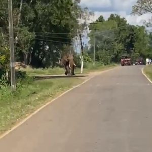 Elephant mysore saaksha tv