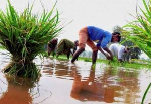 What is this secondary agriculture  saaksha tv 