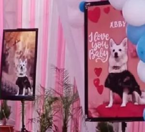 3 Arrested For Celebrating Pet Dog's Birthday Amid Covid Norms In Gujarat saaksha tv