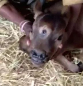 Three-eyed cow born in  Chhattisgarh saaksha tv