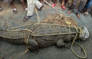 Crocodile arrives in the city from the river in dhandeli saaksha tv