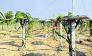 Dragon-fruit-farming  saaksha tv
