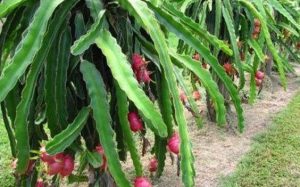Dragon-fruit-farming  saaksha tv 