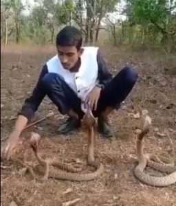 Man stunt with three cobra horrible video goes viral saaksha tv