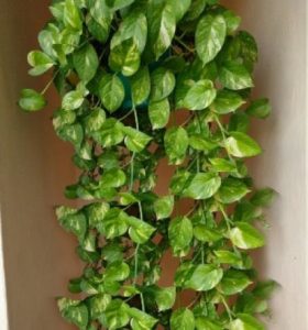 How much do you know about MoneyPlant saaksha tv