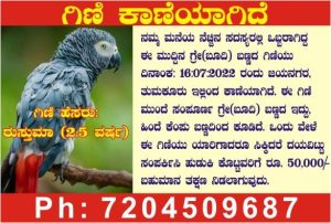 Tumkur Find the parrot and win a prize of 50 thousand saaksha tv