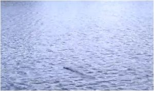Crocodile sighting at KRS Brindavan saaksha tv
