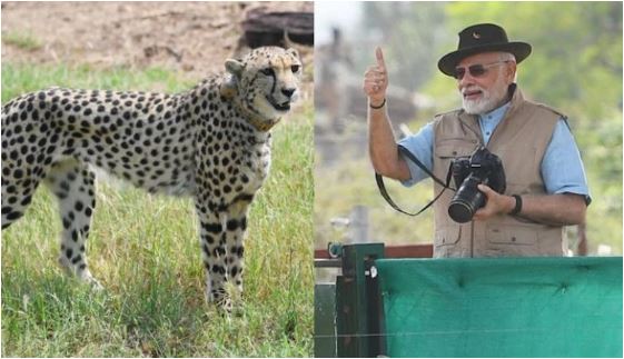 cheetah-returned-to-india-after-70-years saaksha tv