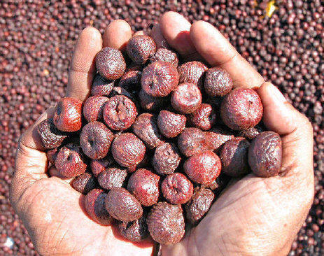 ಏಪ್ರಿಲ್ 15ರ ನಂತರ ಅಡಿಕೆ ಖರೀದಿಸಲು ಕ್ಯಾಂಪ್ಕೋ ಚಿಂತನೆ – ಎಸ್ ಆರ್. ಸತೀಶ್ಚಂದ್ರ…