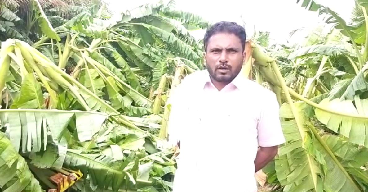 ಗಾಳಿ ಮಳೆಗೆ ನೆಲಕಚ್ಚಿದ ಬಾಳೆ: ಸಂಕಷ್ಟದಲ್ಲಿ ರೈತ…