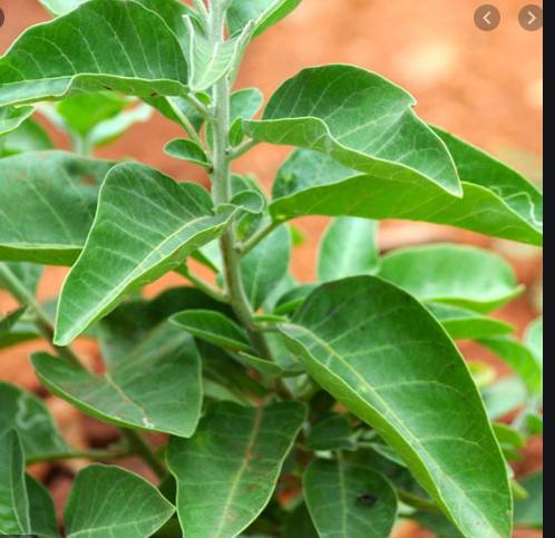 ಅಶ್ವಗಂಧ – ಕೊರೋನಾ ನಾಶಗೊಳಿಸುವ ಸಂಜೀವಿನಿಯಾಗುವುದೇ ?