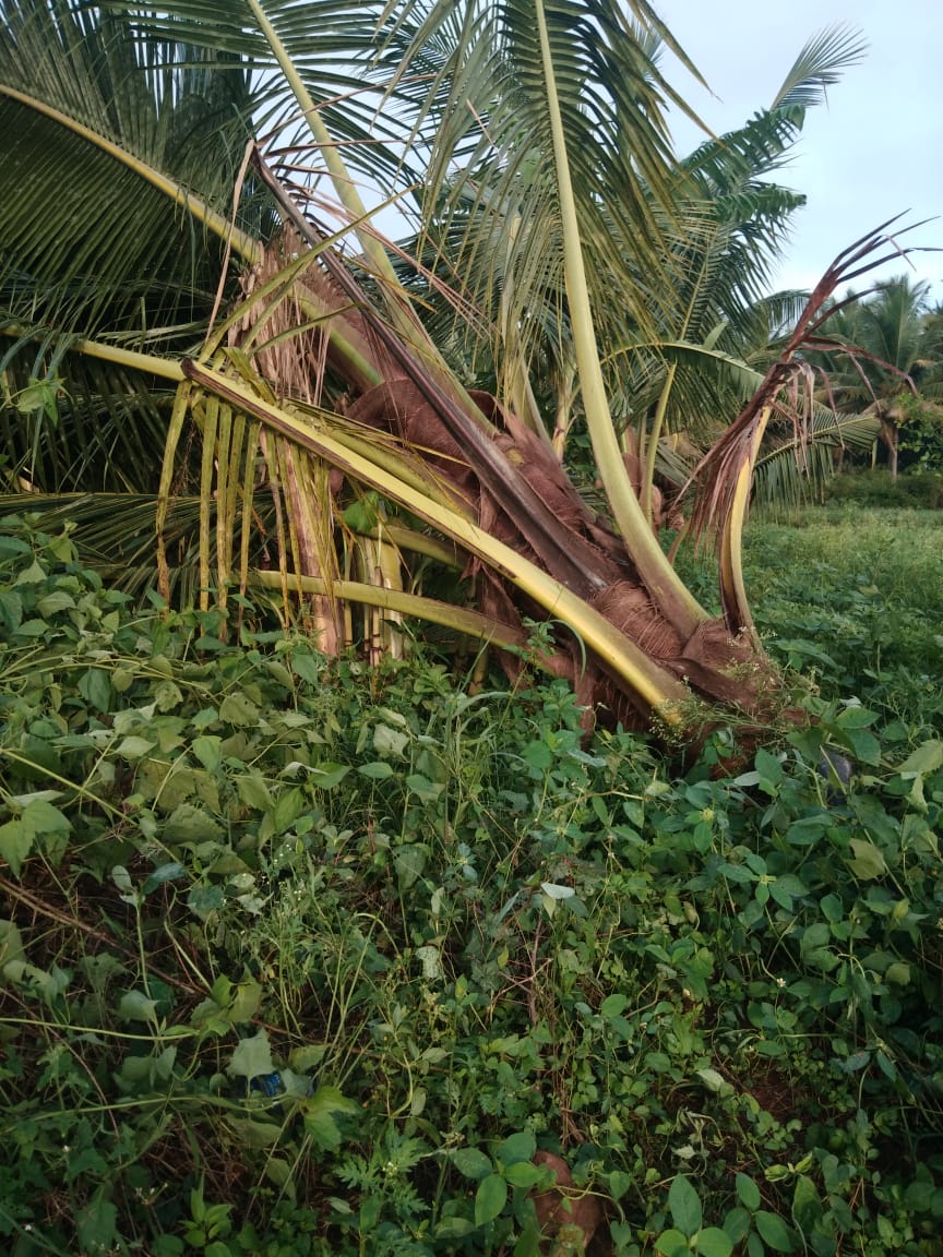 ಭಾರಿ ಮಳೆಯಿಂದ ಸರ್ವನಾಶವಾದ ರೈತರು ಬೆಳೆ…