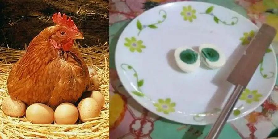 ಹಸಿರು ಬಣ್ಣದ ಲೋಳೆಯ ಮೊಟ್ಟೆ ಇಟ್ಟ ಕೋಳಿ…