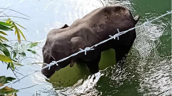 ಗರ್ಭಿಣಿ ಆನೆಯ ಸಾವಿಗೆ ಕಾರಣರಾದ ಪಾಪಿಗಳಿಗೆ ತಕ್ಕ ಶಿಕ್ಷೆಯಾಗಬೇಕು ಎನ್ನುತ್ತಿರುವ ಸ್ಟಾರ್ ಕ್ರೀಡಾಪಟುಗಳು