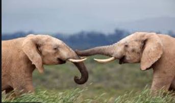 ಆನೆಗಳ ಹೆಸರಿಗೆ ತನ್ನ ಅರ್ಧ ಆಸ್ತಿ ಬರೆದ ಕೋಟ್ಯಾಧಿಪತಿ