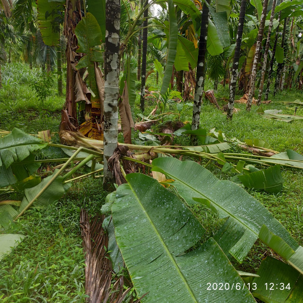 ಬೆಳ್ತಂಗಡಿ ತಾಲೂಕಿನ ರೆಖ್ಯ ಗ್ರಾಮದ ಎನ್ಮಡ್ಕದಲ್ಲಿ ಕಾಡಾನೆಗಳ ದಾಂಧಲೆ..!