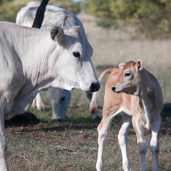 ಗರ್ಭಿಣಿ ಆನೆಯ ಹತ್ಯೆಯ ಬೆನ್ನಲ್ಲೇ ದುಷ್ಕರ್ಮಿಗಳಿಂದ ಇನ್ನೊಂದು ಕೃತ್ಯ