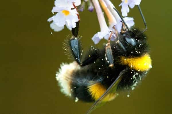 ಪರಿಸರ & ಜೀವ ವ್ಯವಸ್ಥೆಯ ಸರಪಳಿಗೆ ಜೇನುನೊಣಗಳು ಪರಾಗಸ್ಪರ್ಷಿ ದುಂಬಿಗಳೆಂಬ ಅನಿವಾರ್ಯ