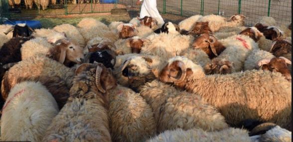 ಬಕ್ರಿದ್ ಹಬ್ಬಕ್ಕೆ ಪ್ರಾಣಿವಧೆ ನಿಷೇಧಿಸಿ ಮಂಡ್ಯ ಜಿಲ್ಲಾಧಿಕಾರಿ ಆದೇಶ..!