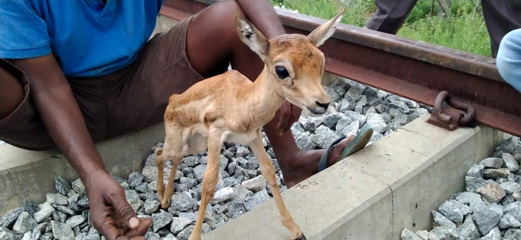 ರೈಲ್ವೆ ಹಳಿಯಲ್ಲಿ ಸಿಲುಕಿದ್ದ ನವಜಾತ ಜಿಂಕೆ ಮರಿ ರಕ್ಷಣೆ