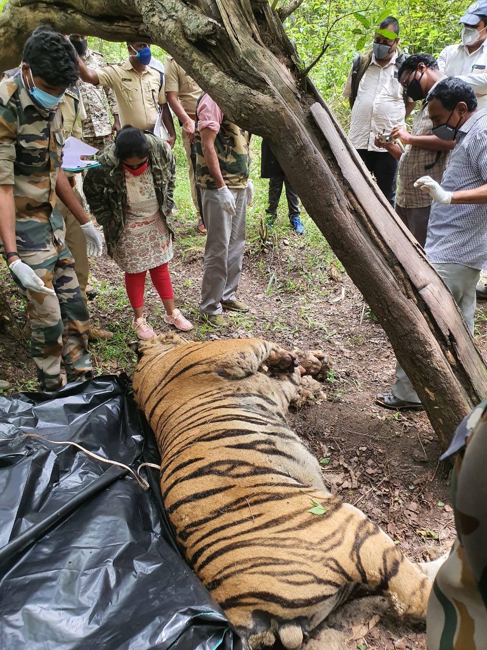 ಬಂಡೀಪುರ  ಬೇಗರ್ ಶ್ರೇಣಿಯಲ್ಲಿ ಹುಲಿಯ ಶವ ಪತ್ತೆ